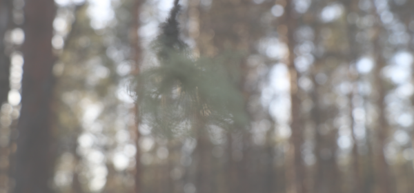 Yleiskuva mäntymetsästä.